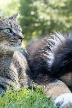 Chat contre chien: savoir qui est le plus intelligent n'est pas si évident