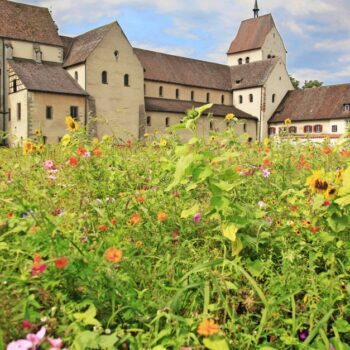 Es wuchs in meinem Garten ein Rosmarienbaum