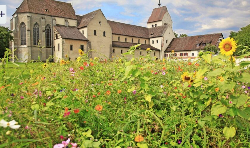 Es wuchs in meinem Garten ein Rosmarienbaum