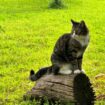 Stop cats using your garden as a toilet with expert's natural deterrents