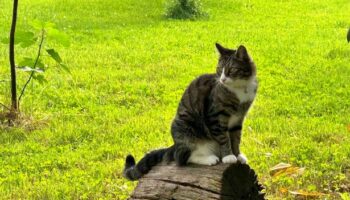 Stop cats using your garden as a toilet with expert's natural deterrents