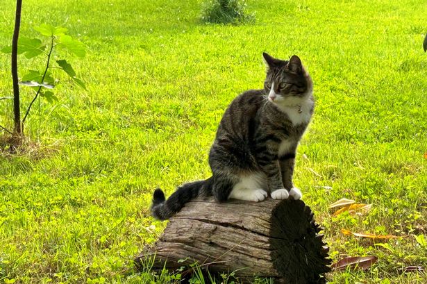 Stop cats using your garden as a toilet with expert's natural deterrents