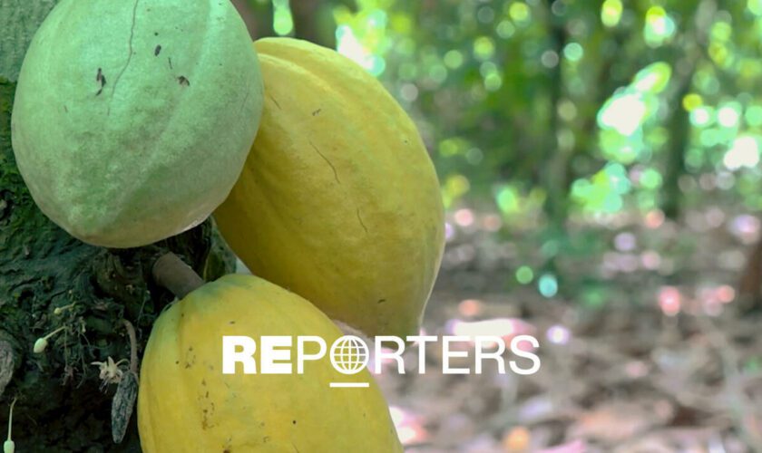 Cacao connexion : Côte d'Ivoire, Guinée, Liberia… Enquête sur le trafic de "l’or brun"