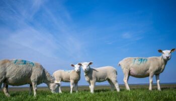 Schafe sind von der Tierseuche besonders betroffen. (Symbolbild) Foto: Sina Schuldt/dpa