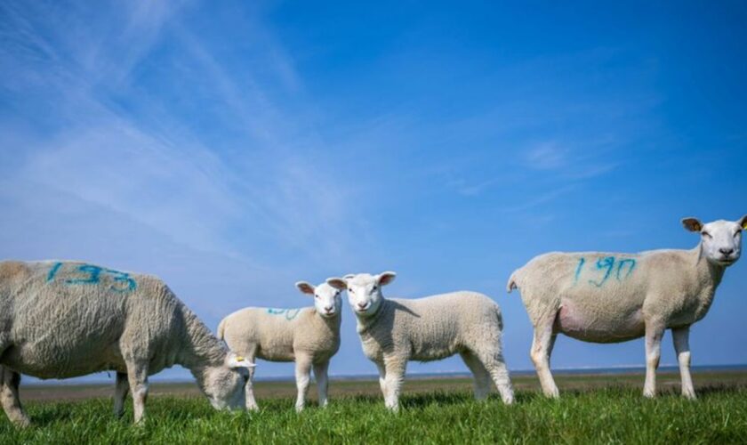 Schafe sind von der Tierseuche besonders betroffen. (Symbolbild) Foto: Sina Schuldt/dpa