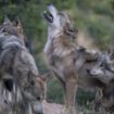 Des loups tueurs d’enfants sèment la panique en Inde