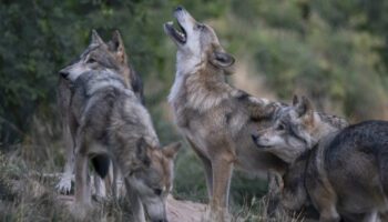 Des loups tueurs d’enfants sèment la panique en Inde