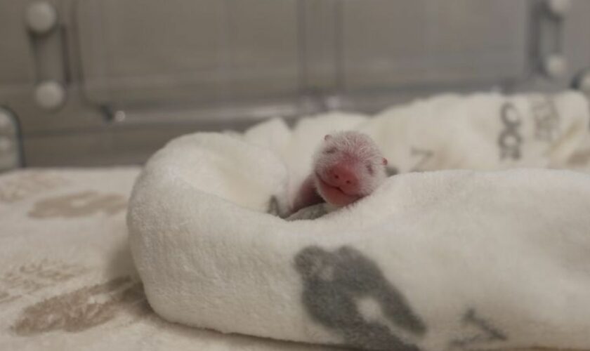 Die Berliner Panda-Zwillinge entwickeln sich gut. (Foto: Archiv) Foto: ---/Zoo Berlin/dpa