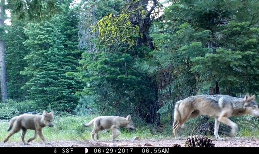 The Biden administration is taking steps to eliminate protections for gray wolves