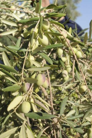 L’Arabie saoudite à l’assaut du marché de l’huile d’olive