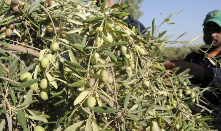 L’Arabie saoudite à l’assaut du marché de l’huile d’olive