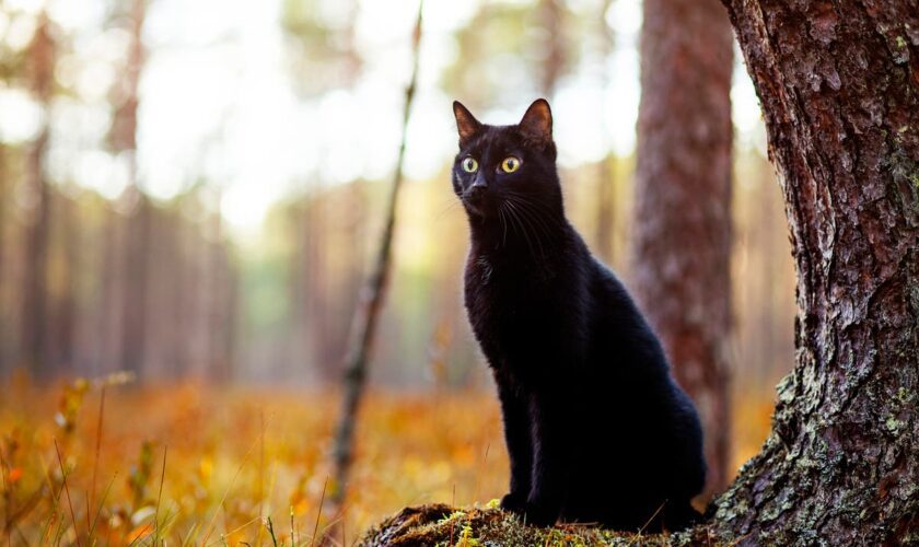 The Friday the 13th superstitions that carry on to this day