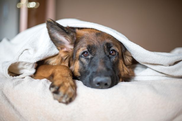 Doctor issues warning and tells dog owners to never share a bed with their pooch