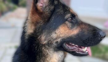 Zoe. Pic: Mersey Police Dogs