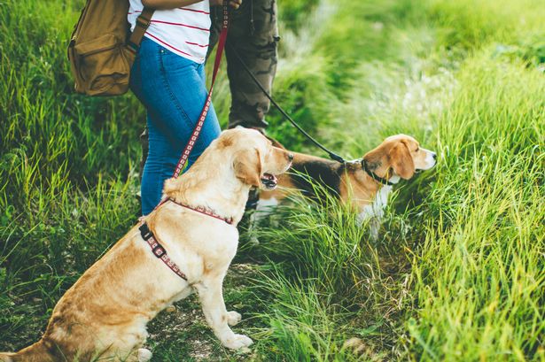 Expert issues urgent warning as 'beautiful' flower is 'highly toxic' to dogs