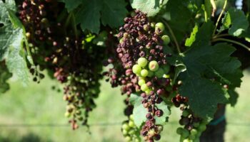 Alors que les vendanges devraient s'étaler jusqu'à fin septembre, le mildiou, parasite mi-algue mi-champignon, a frappé de plein fouet les vignobles de Nouvelle-Aquitaine avec 90% des vignes touchées à plus ou moins grande échelle