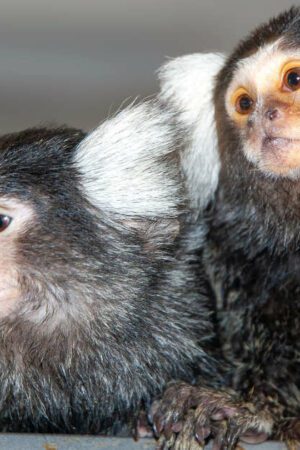 Les ouistitis, ces singes qui se donnent des noms