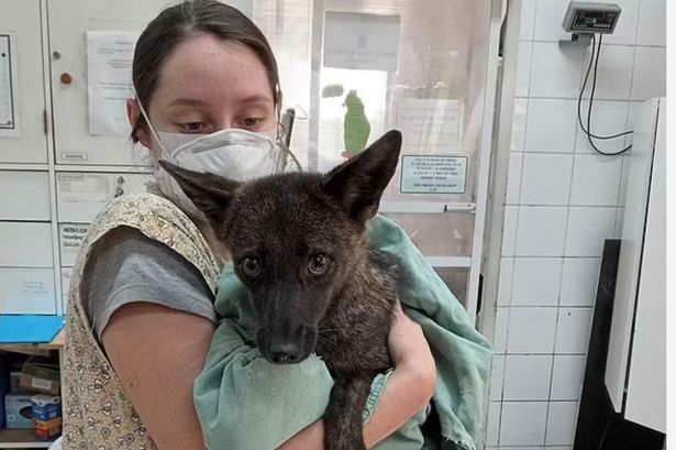 First-ever cross between a dog and fox hailed as 'amazing' discovery by scientists