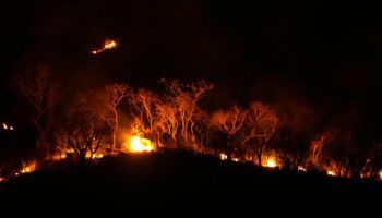 Historisches Amazonas-Inferno: "Unberührter Regenwald wird gezielt abgebrannt, um illegal Land zu erschließen"