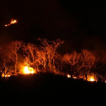 Historisches Amazonas-Inferno: "Unberührter Regenwald wird gezielt abgebrannt, um illegal Land zu erschließen"