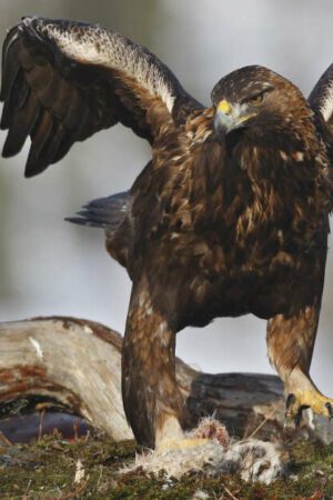 En Norvège, une multiplication d’attaques d’aigles, un phénomène sans précédent