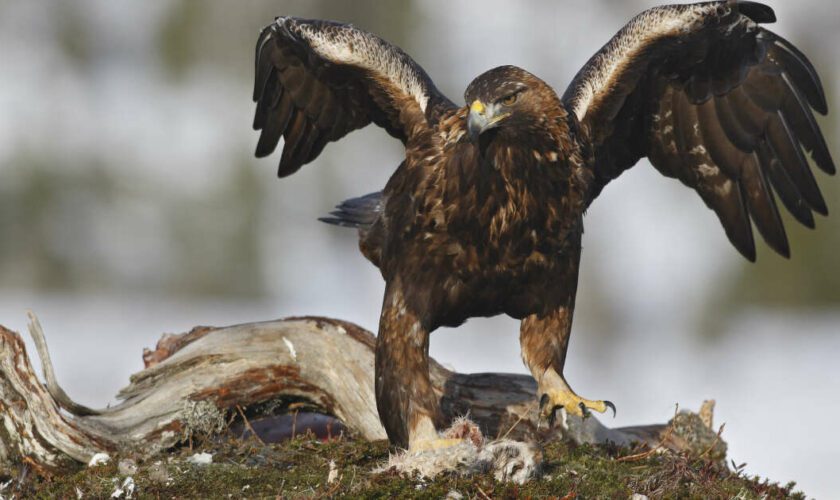 En Norvège, une multiplication d’attaques d’aigles, un phénomène sans précédent