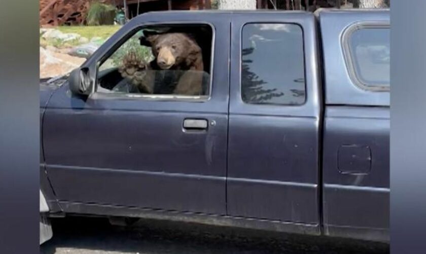 Tierischer Besuch: Schwarzbär am Steuer eines Pkw – "Kumpel, du darfst hier nicht parken!"