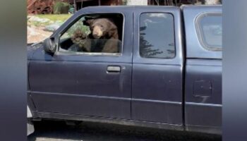 Tierischer Besuch: Schwarzbär am Steuer eines Pkw – "Kumpel, du darfst hier nicht parken!"