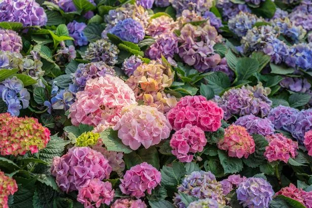 Common mistake could kill hydrangeas - how to avoid it this autumn