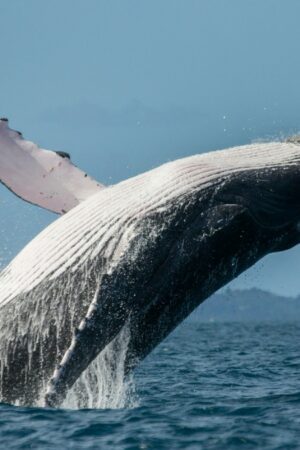 Les baleines à bosse sont de nouveau en danger à cause du changement climatique