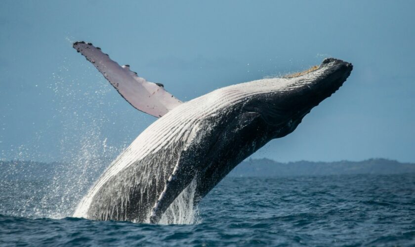 Les baleines à bosse sont de nouveau en danger à cause du changement climatique