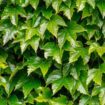 Eliminate aggressive ivy in just two days using simple two-ingredient method