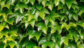 Eliminate aggressive ivy in just two days using simple two-ingredient method