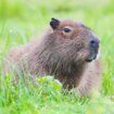 Crafty capybara escapes Telford zoo and goes on the run for three days while 'living her best life'