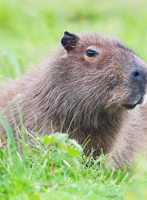 Crafty capybara escapes Telford zoo and goes on the run for three days while 'living her best life'