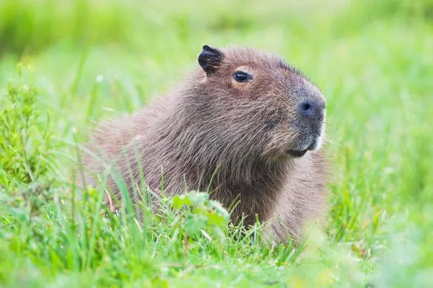 Crafty capybara escapes Telford zoo and goes on the run for three days while 'living her best life'