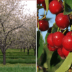 The cherry could be this state's official fruit if new bill passes