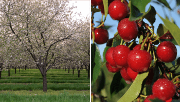 The cherry could be this state's official fruit if new bill passes