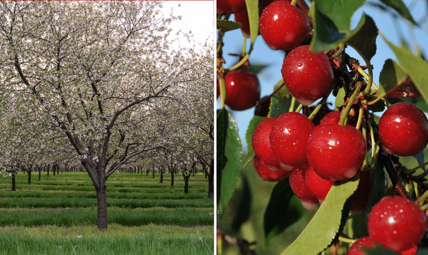 The cherry could be this state's official fruit if new bill passes