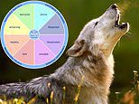 Howling mad! Fury as school allows pupil suffering from 'species dysphoria' to identify as a WOLF