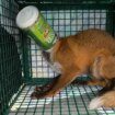 Heartbroken woman wakes up to fox with its head stuck in plastic container