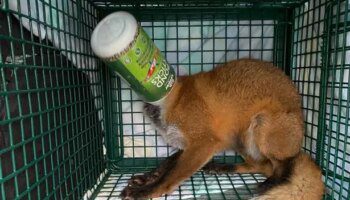 Heartbroken woman wakes up to fox with its head stuck in plastic container