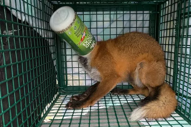 Heartbroken woman wakes up to fox with its head stuck in plastic container