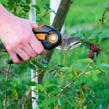 Les jardiniers le recommandent : il faut faire ces gestes dès maintenant pour avoir un beau jardin l'été prochain