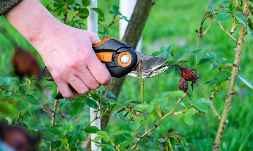 Les jardiniers le recommandent : il faut faire ces gestes dès maintenant pour avoir un beau jardin l'été prochain