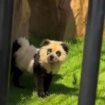 Chinese zoo admits that their pandas are ‘painted dogs’ after backlash from visitors