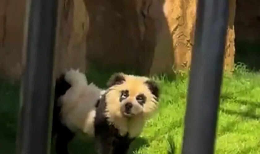 Chinese zoo admits that their pandas are ‘painted dogs’ after backlash from visitors