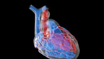 'Micro heart vessels hold the key to managing cardiac disease'