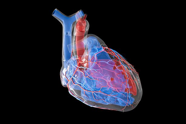 'Micro heart vessels hold the key to managing cardiac disease'