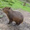 Für Capybara „Cinnamon“ endet eine Woche in Freiheit